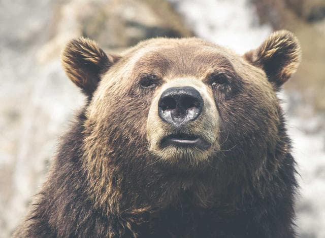 Un ours brun qui fixe l'objectif
